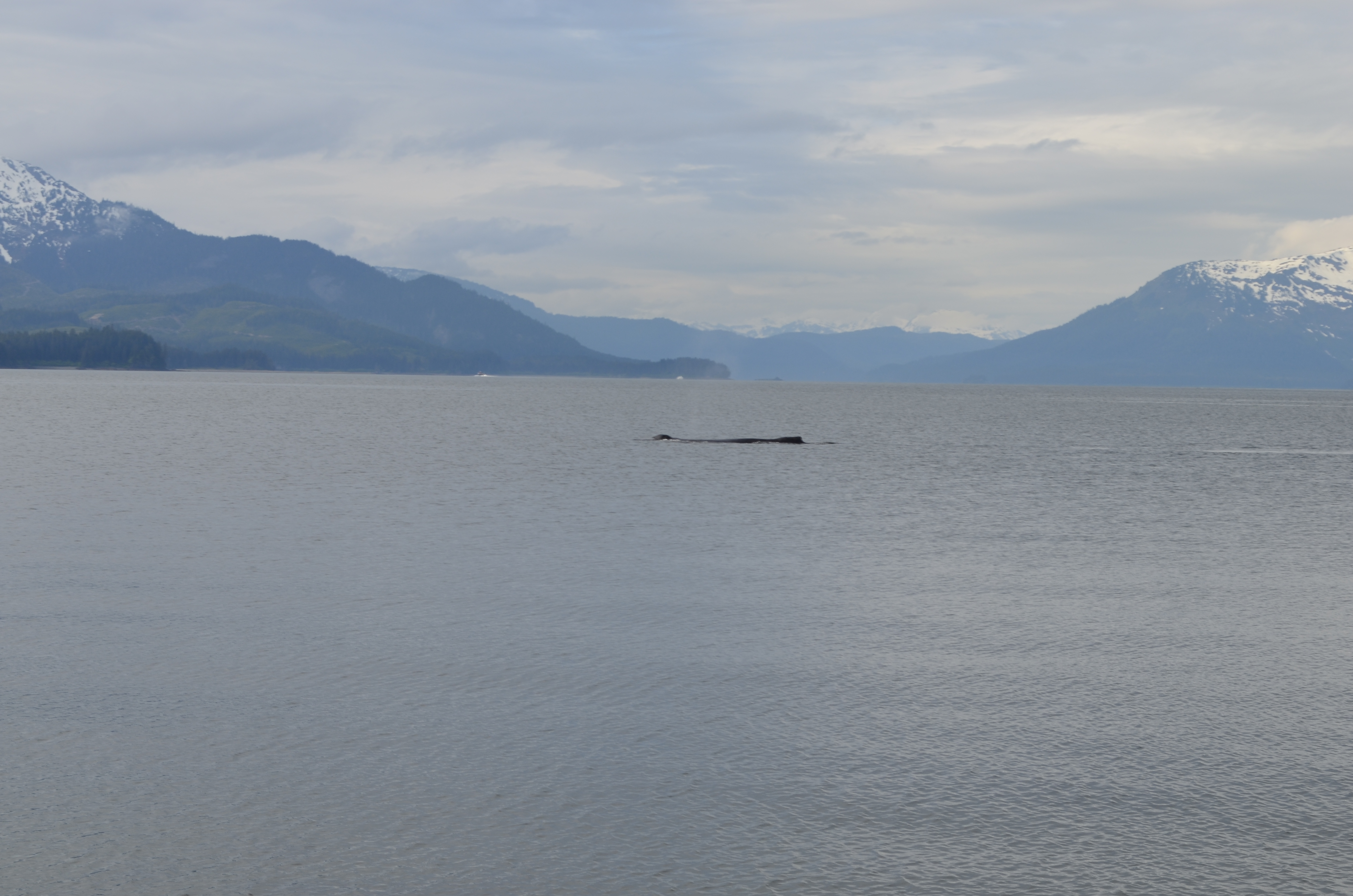 ./2017/08 - Alaska Cruise/10 - Icy Strait Point/DSC_0299.JPG